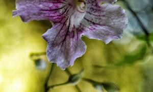 Flor1