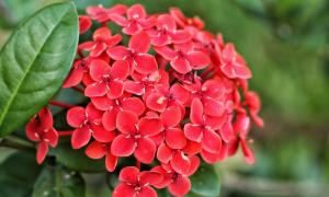 Flor2