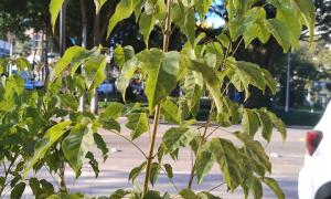 Plantinha