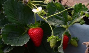 Morango