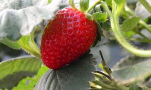 Morango