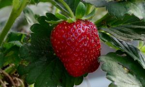 Morango
