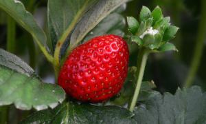 Morango