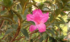 Flor
