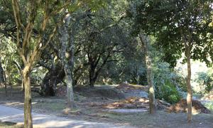 Bosque