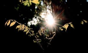Sol