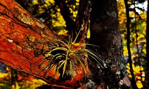 Flor