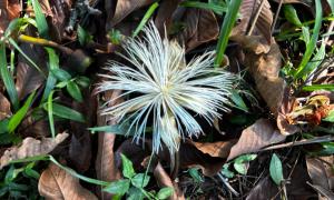 Flor