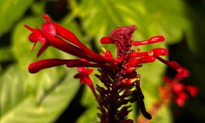 Flor vermelha
