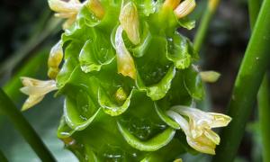 Planta