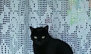 Gato