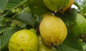 Frutas