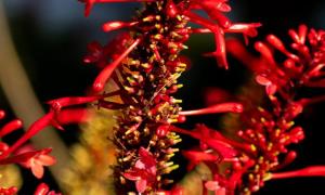Flor
