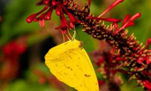 Borboleta